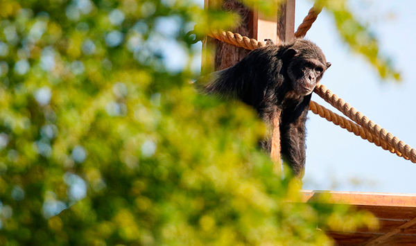 Al Ain Zoo adopts world-class technologies in wildlife conservation